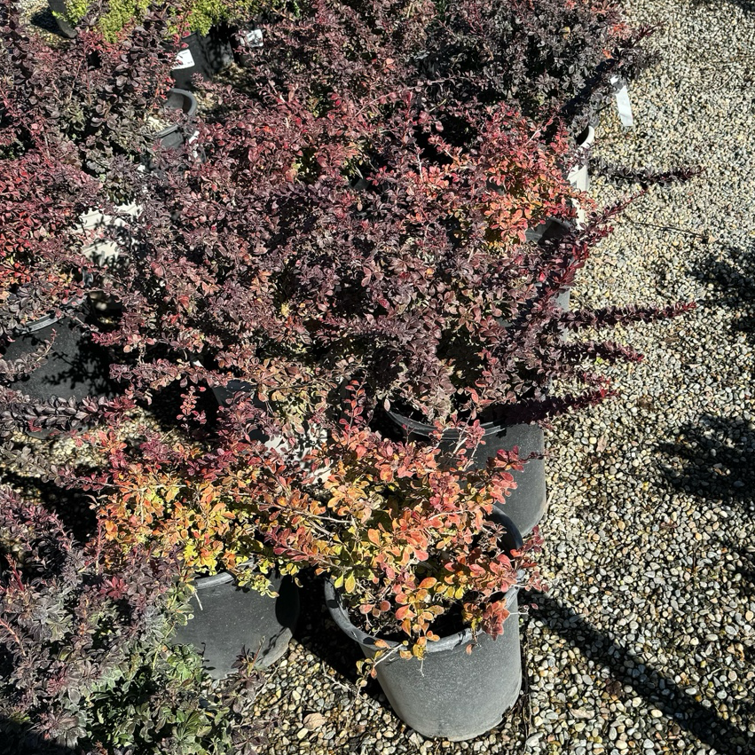 ：Crimson Pygmy Dwarf Japanese Barberry