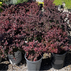 Crimson Pygmy Dwarf Japanese Barberry