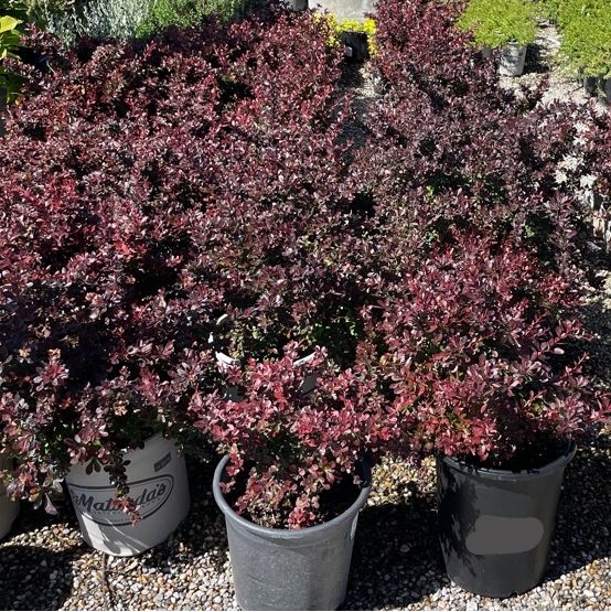 Crimson Pygmy Dwarf Japanese Barberry