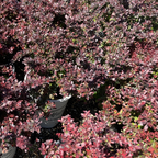 Crimson Pygmy Dwarf Japanese Barberry