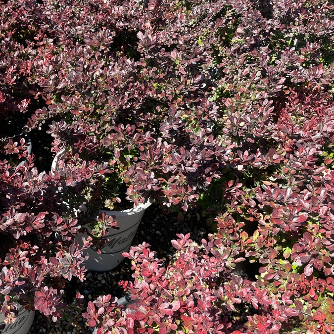 Crimson Pygmy Dwarf Japanese Barberry