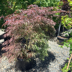 Crimson Queen Lace Japanese Maple