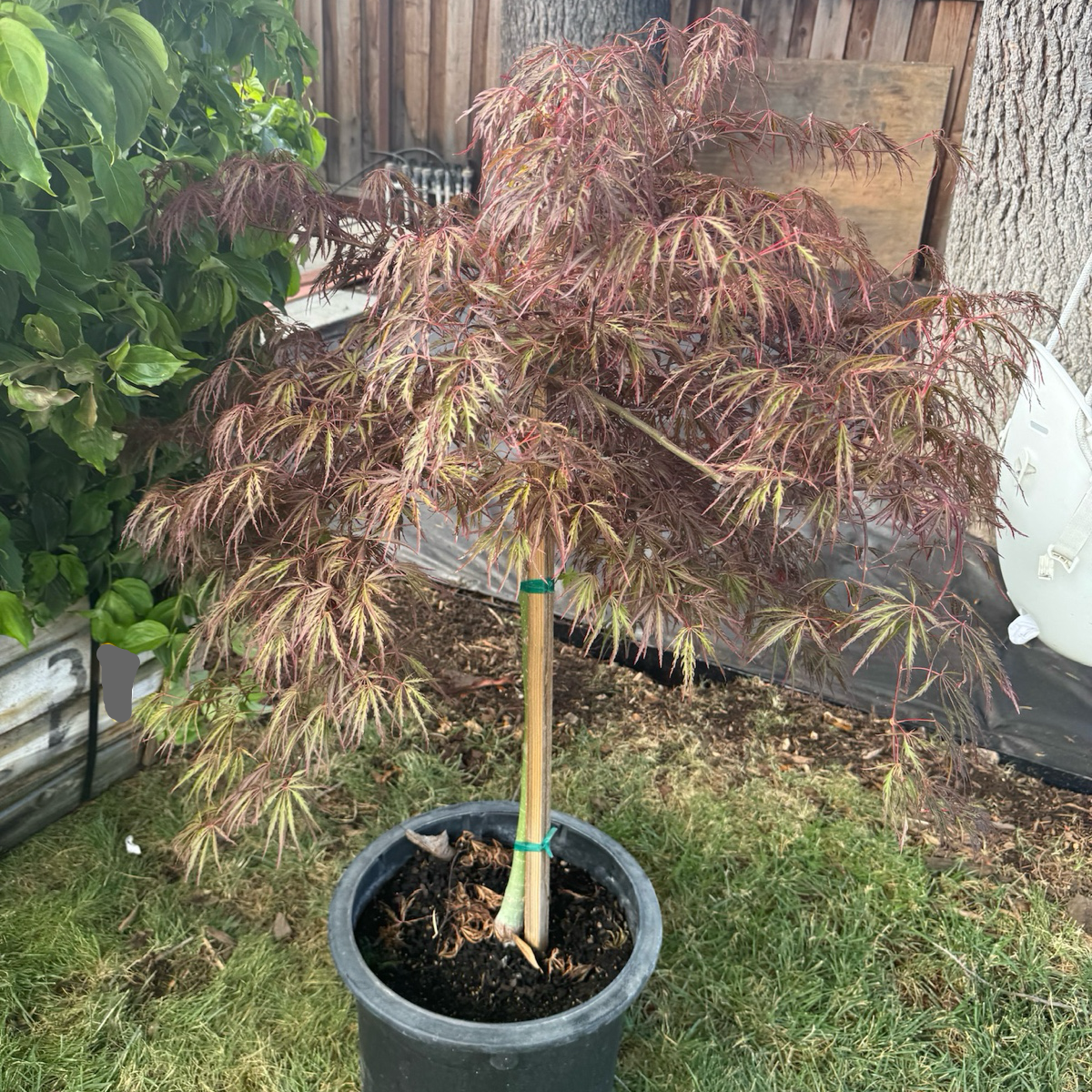 Potted Crimson Queen Lace Japanese Maple tree with red and green leaves in a garden setting