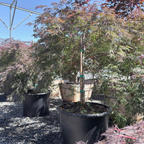 Crimson Queen Lace Japanese Maple