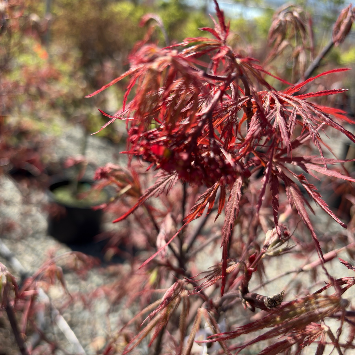 Reddish-brown leaves on Crimson Queen Lace Japanese Maple tree branch
