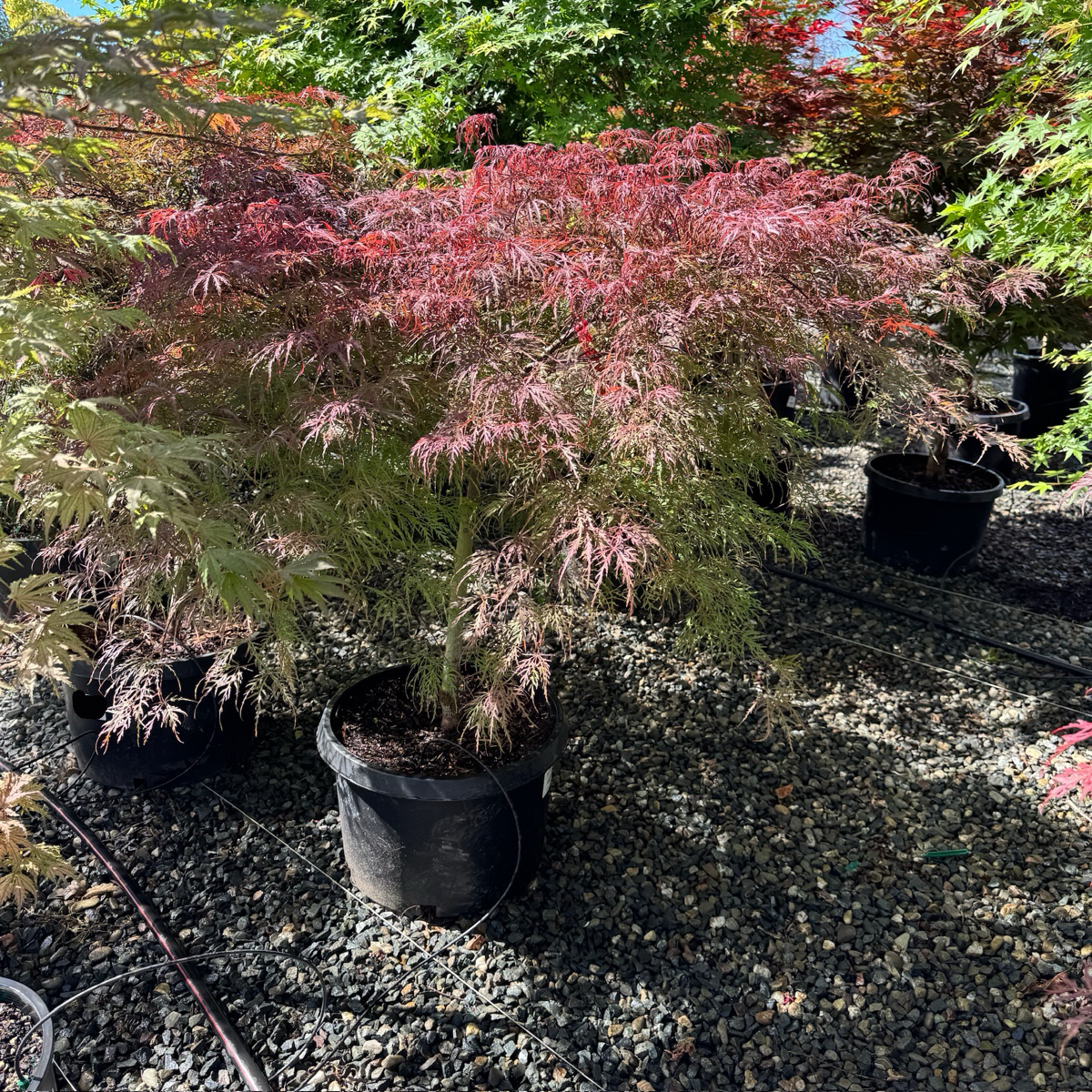 Crimson Queen Lace Japanese Maple