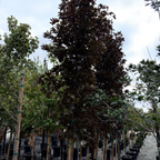 Crimson Sentry Norway Maple
