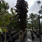 Crimson Sentry Norway Maple