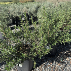 Crimson Spot Rockrose