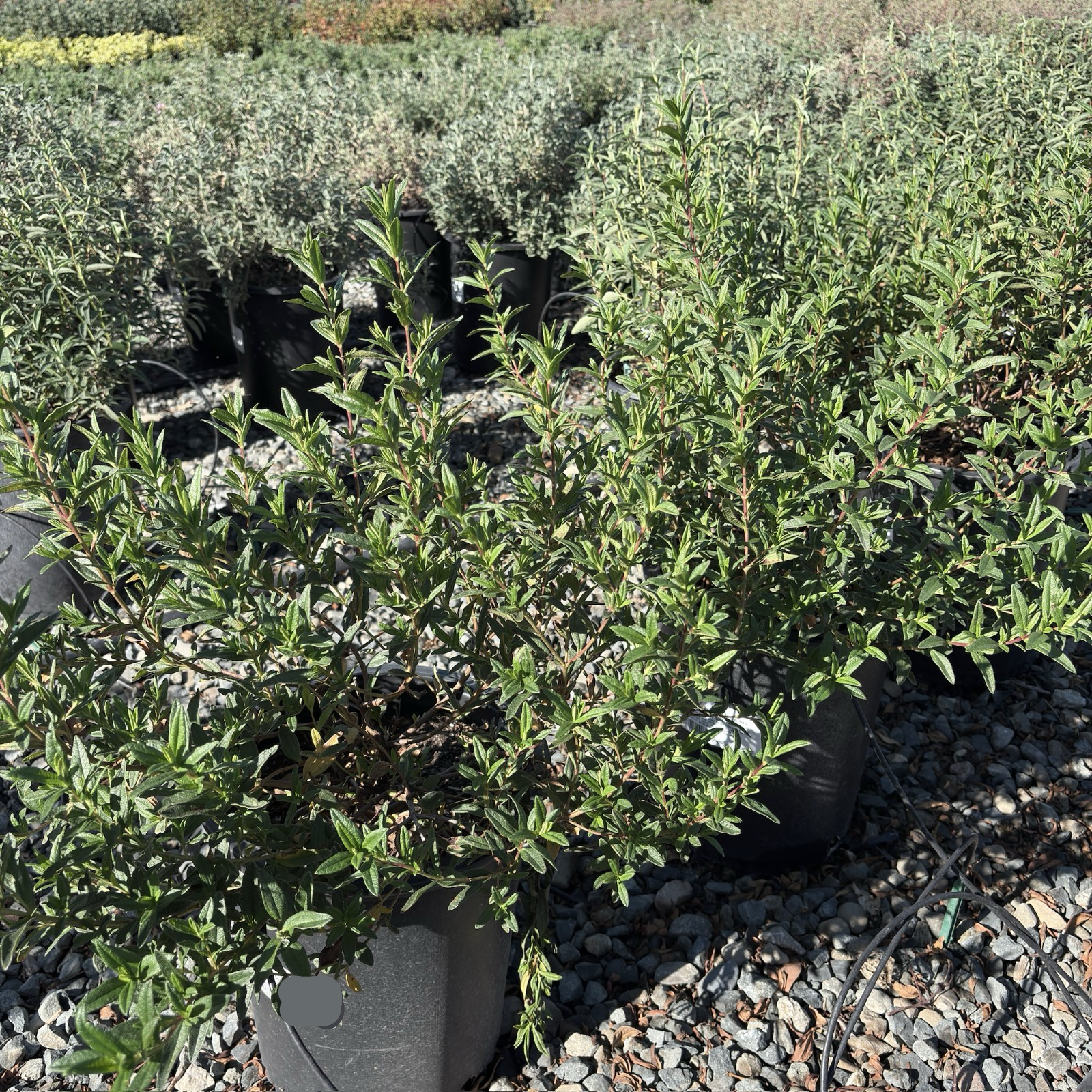 Crimson Spot Rockrose