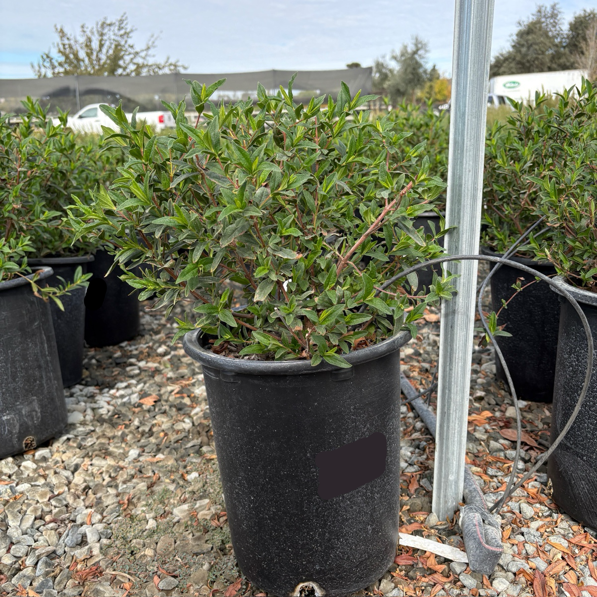 Crimson Spot Rockrose