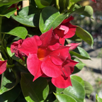Crimson Sun Parasol Mandevilla