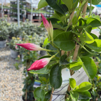 Crimson Sun Parasol Mandevilla