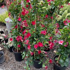 Crimson Sun Parasol Mandevilla
