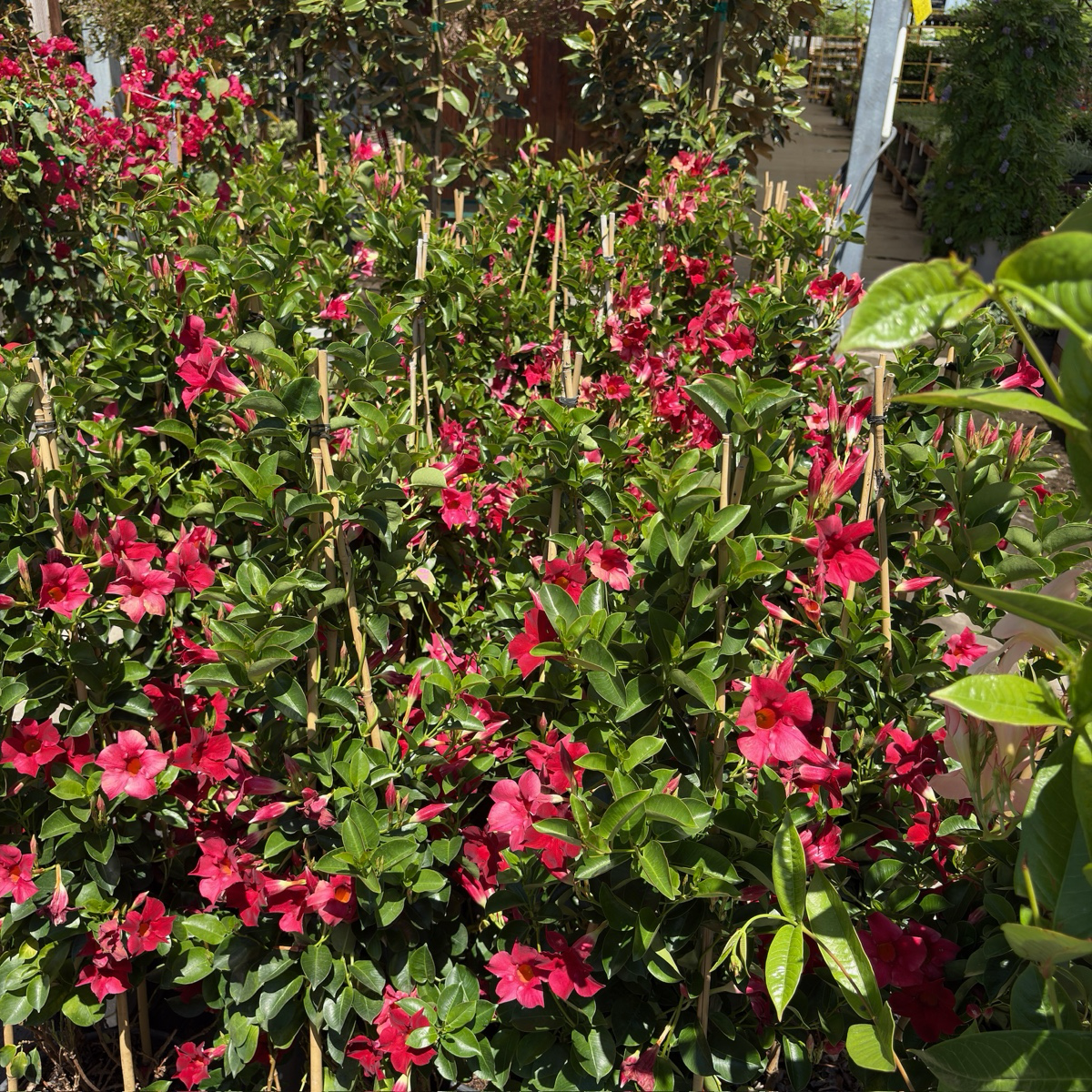 Crimson 【Sun Parasol®】 Mandevilla