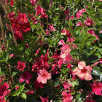 Crimson Sun Parasol  Mandevilla