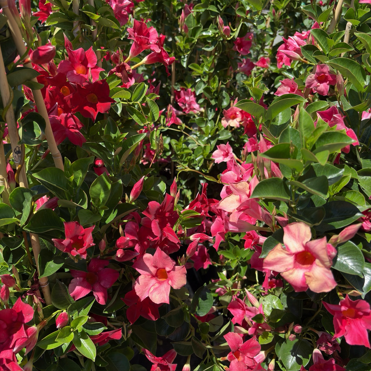Crimson Sun Parasol  Mandevilla