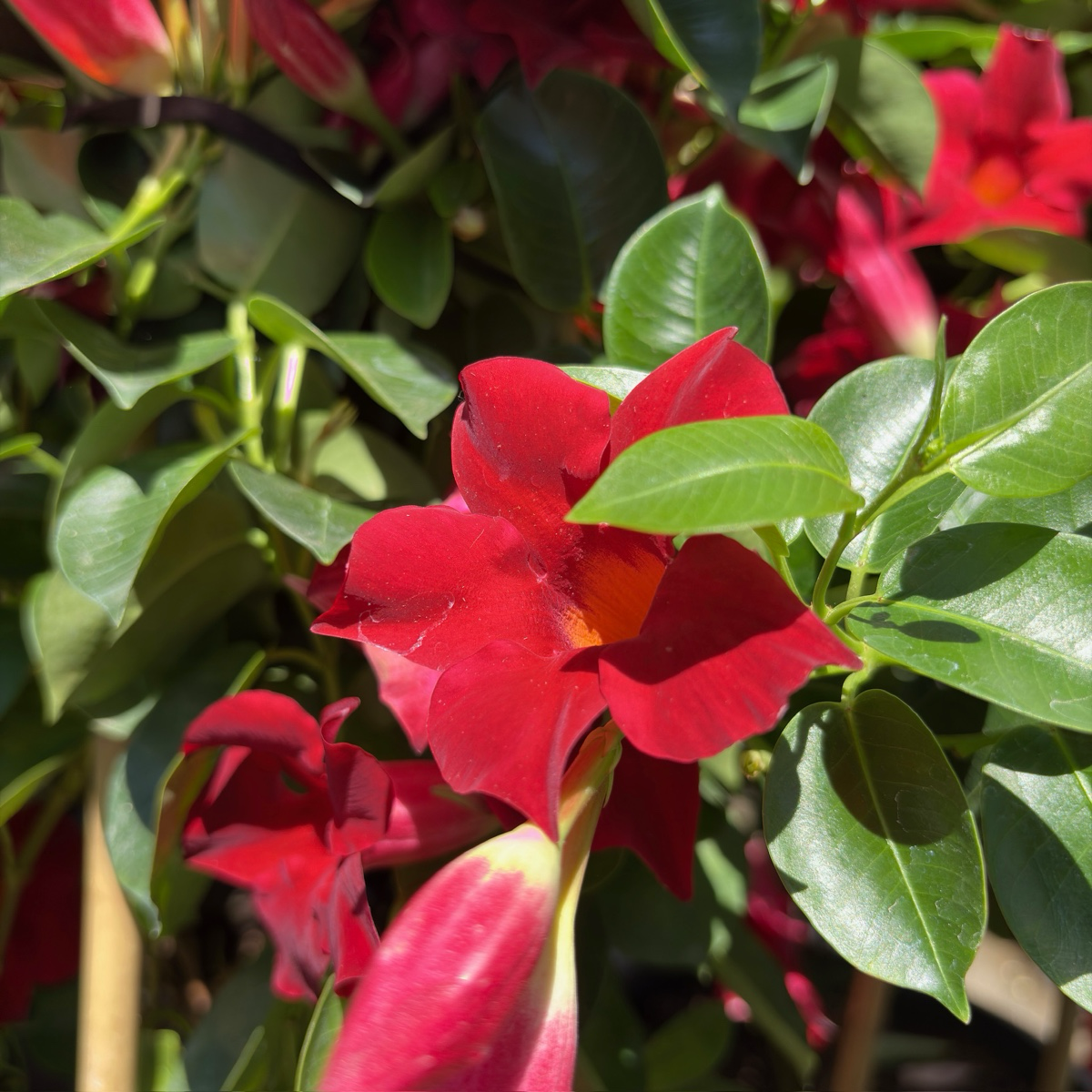 Crimson Sun Parasol Mandevilla