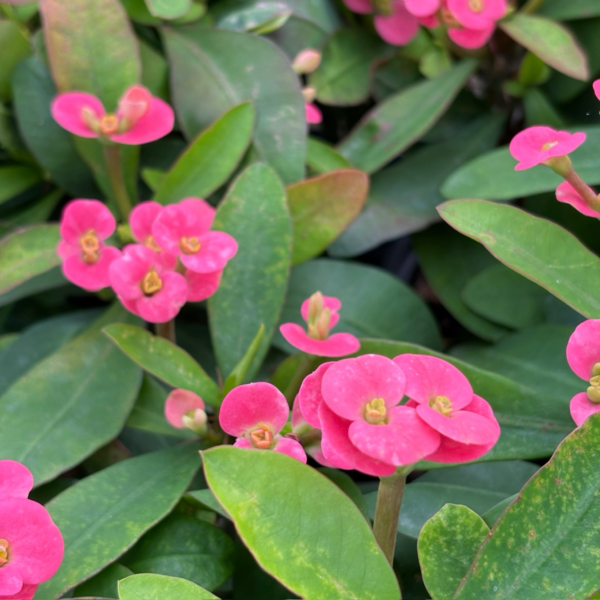 Crown of Thorns