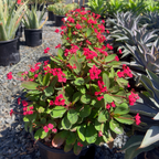 Crown of Thorns