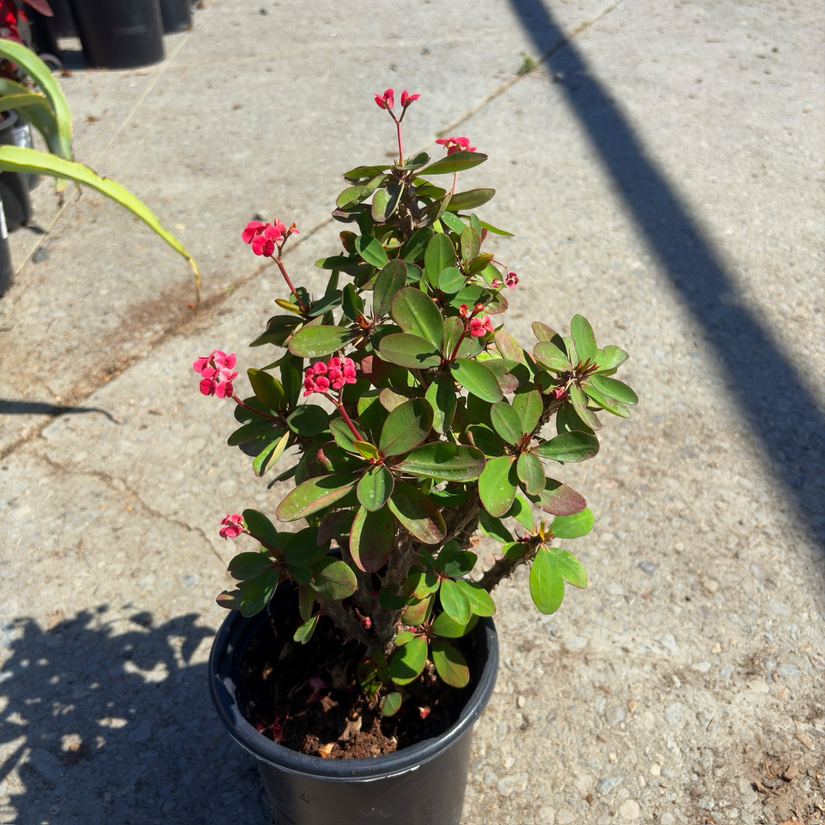 Crown of Thorns