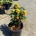 Crown of Thorns