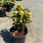 Crown of Thorns