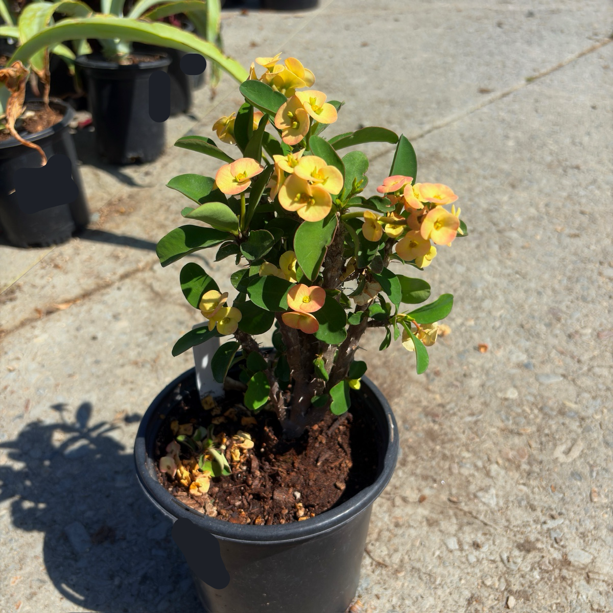Crown of Thorns