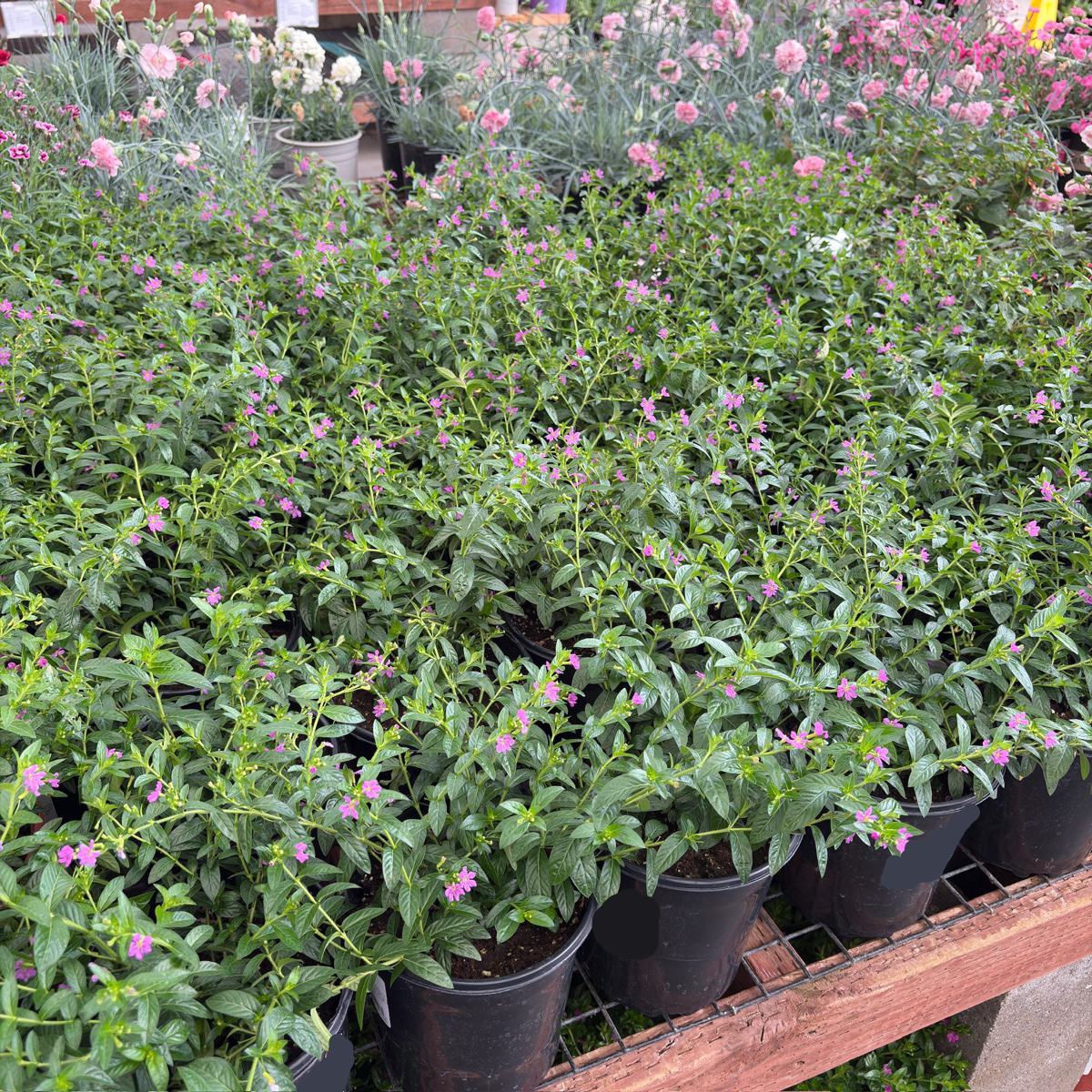 Cuphea hyssopifolia