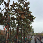 D.D. Blanchard Southern Magnolia