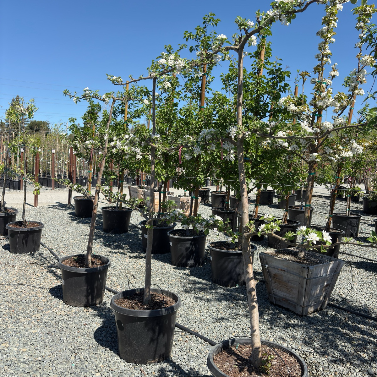 D’ Anjou Tree
