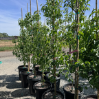 D’ Anjou Tree