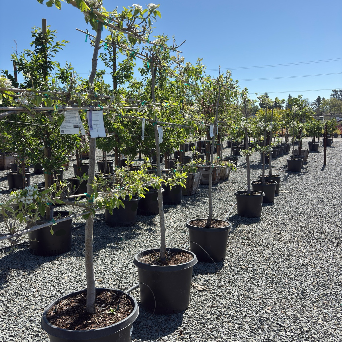 D’ Anjou Tree