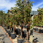 D’ Anjou Tree