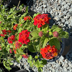 Dallas Red Bush Lantana
