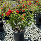 Dallas Red Bush Lantana