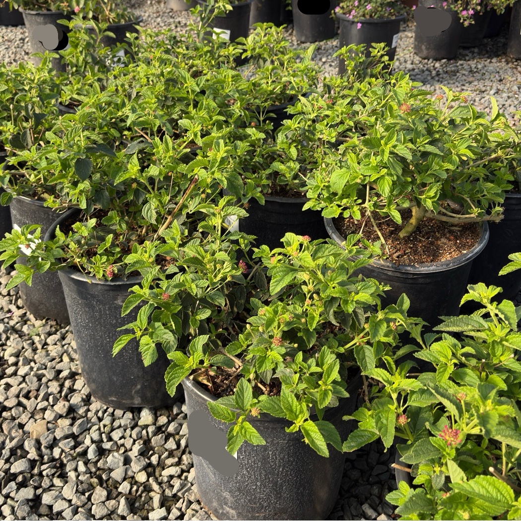 Dallas Red Bush Lantana