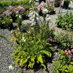 Dalmatian  White Foxglove
