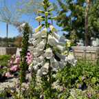 Dalmatian  White Foxglove