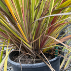 Dancing Can Can Cabbage Palm
