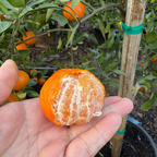 Dancy Tangerine