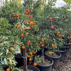 Dancy Tangerine