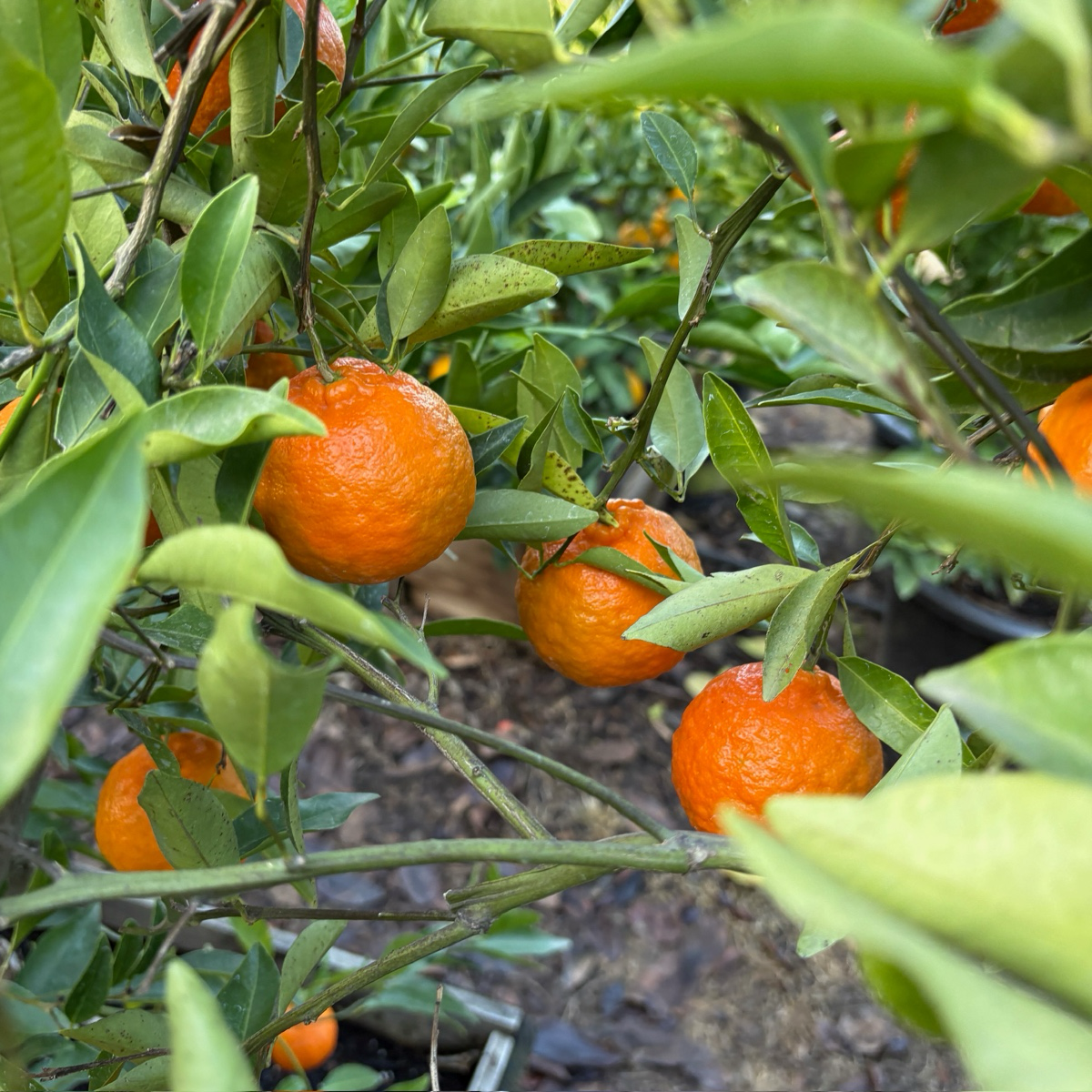 Dancy Tangerine