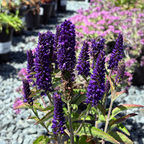 Dark Blue  Vernique® Speedwell