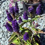 Dark Blue  Vernique® Speedwell