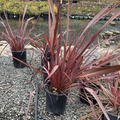 Dark Delight New Zealand Flax