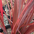Dark Delight New Zealand Flax