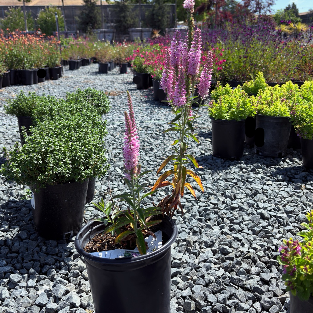 Dark Pink  Moody Blues® Speedwell