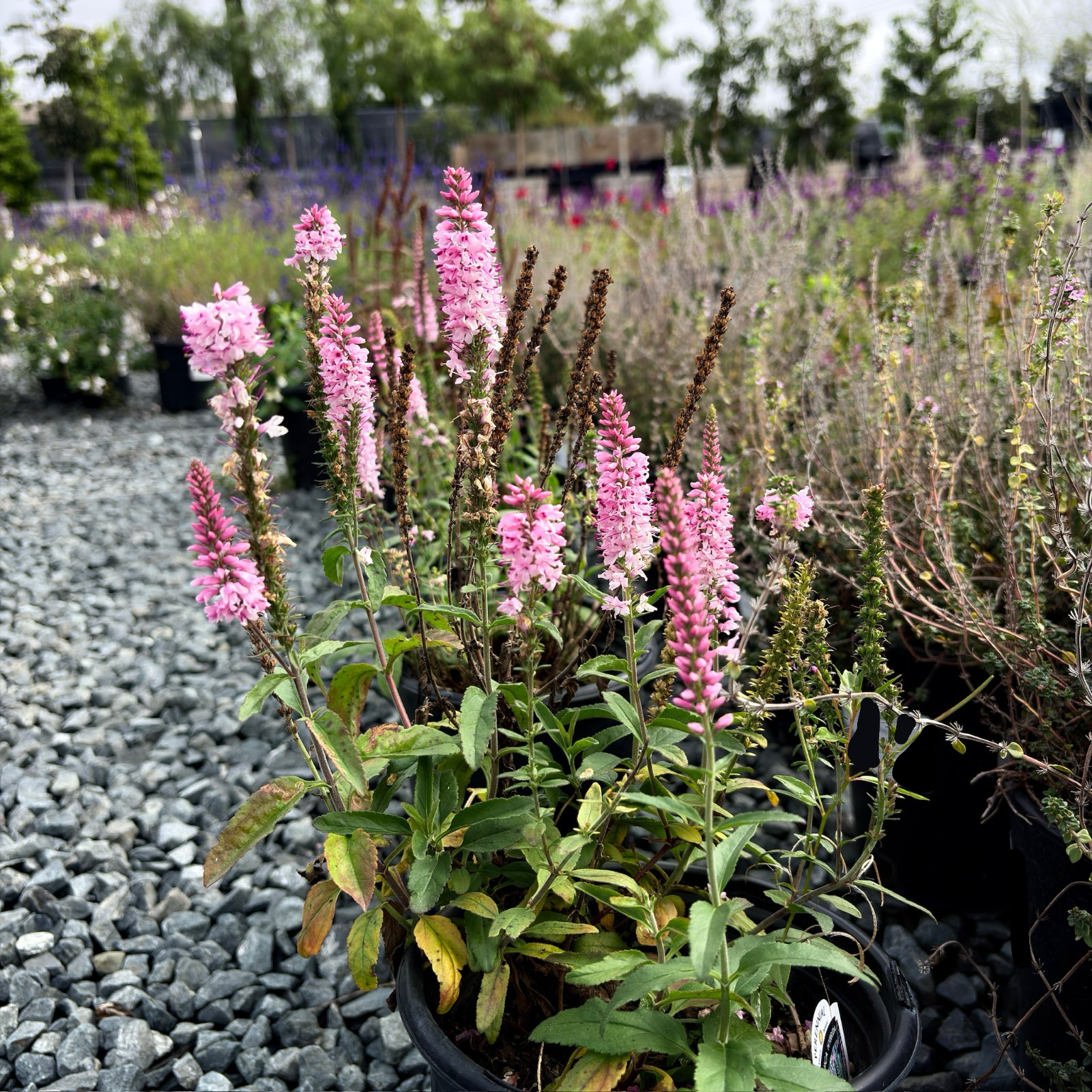 Dark Pink Speedwell