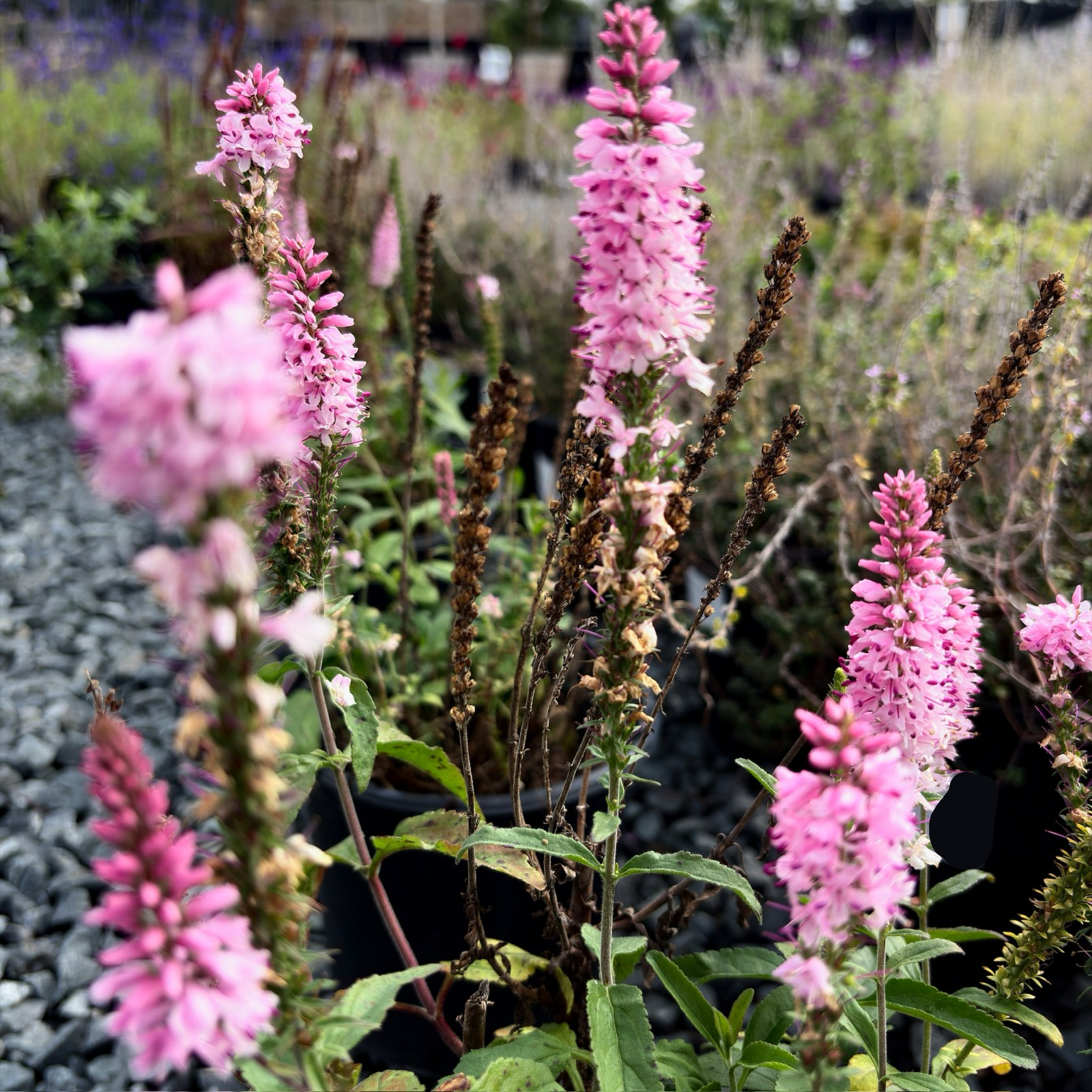 Dark Pink Speedwell
